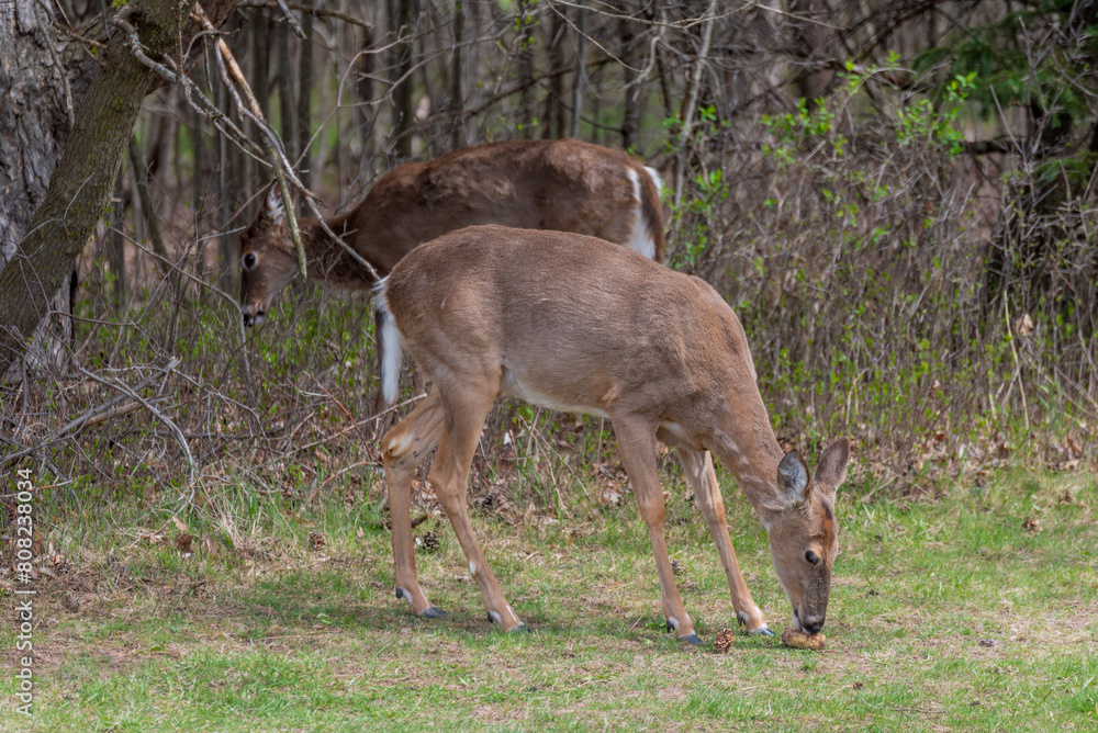 Urban White-Tailed Deer Feeding On Corn Provided For Them In Wisconsin Urban White-Tailed Deer Feeding On Corn Provided For Them In Wisconsin