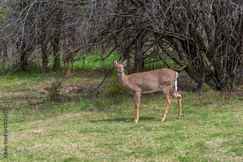 An Urban White-tailed Deer In The Field In Wisconsin