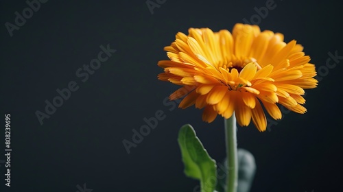 A single orange flower is shown against a black background. Generative AI.