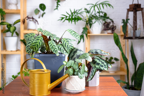 Group of popular indoor plants on the table in the interior: Calathea, aloe, diffenbachia, sansevieria, ficus. Houseplant Growing and caring for indoor plant, green home, irrigation, fertilizers