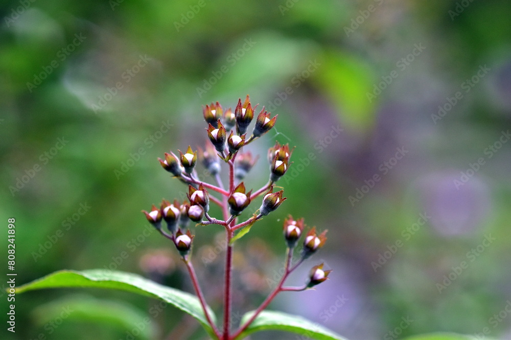 Knospen und junge Blätter eines Spierstrauchs Knospen und junge Blätter eines Spierstrauchs