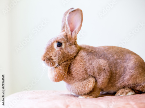 A female American rabbit with a large dewlap