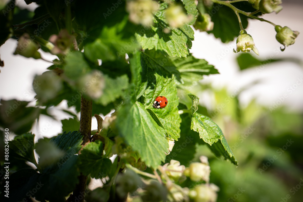 Two-spotted ladybug on a green leaf in a bush. Sunny spring day. Currant bush Two-spotted ladybug on a green leaf in a bush. Sunny spring day. Currant bush