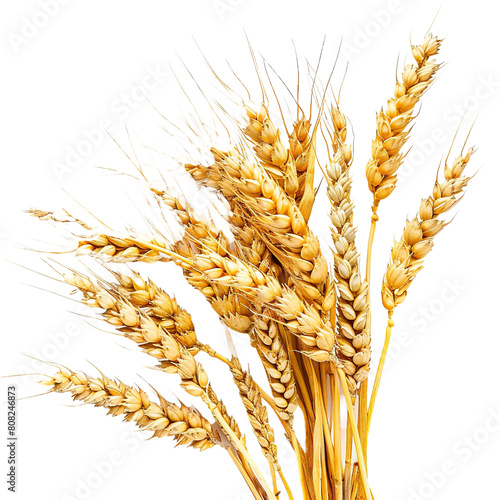 Wheat ears on transparent or white background