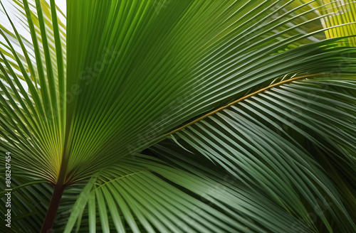 Tropical green leaves on dark background  nature summer forest plant concept