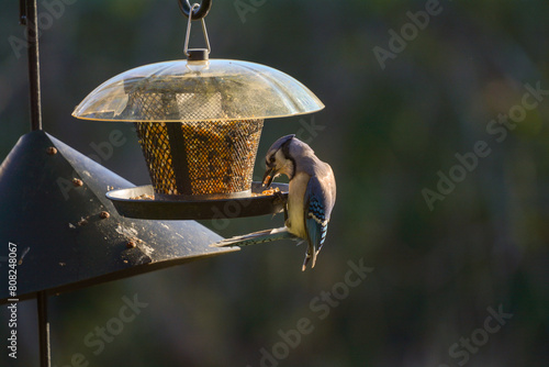 Foto Blue jay
