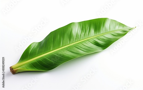 Banana Leaves Over Transparent Background