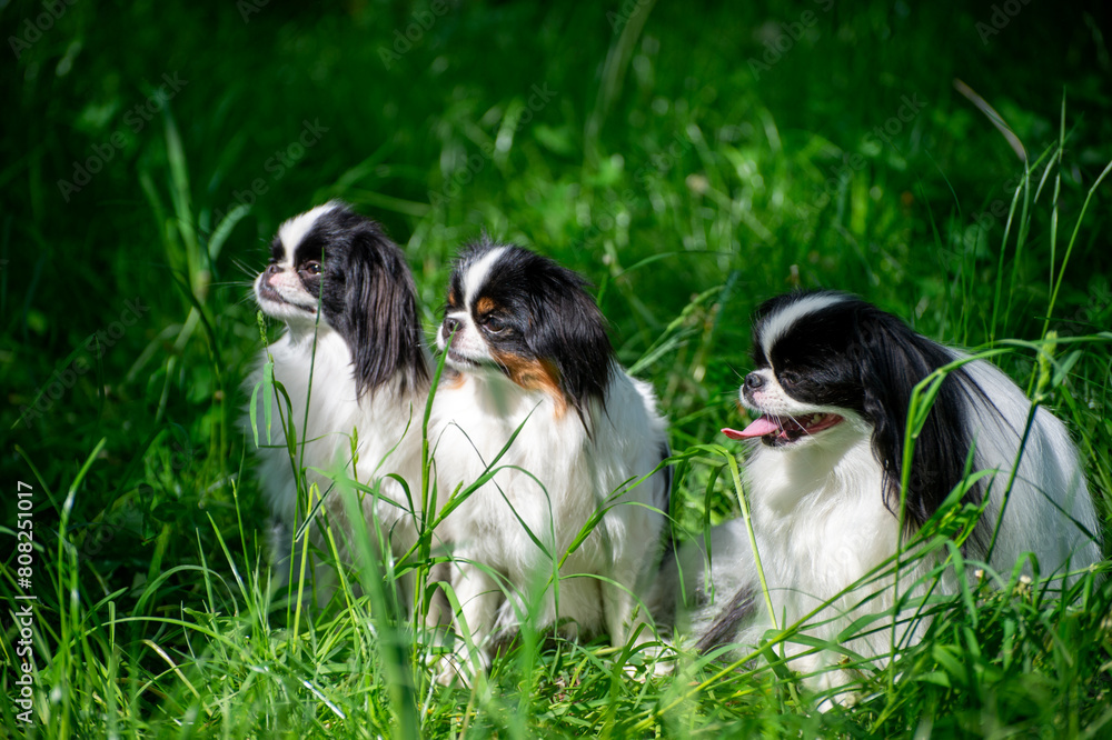 group of dogs group of dogs