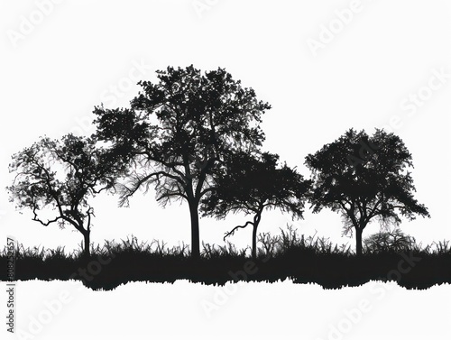 trees silhouette on white background