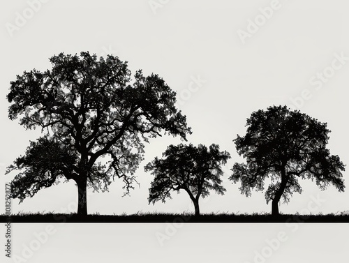 trees silhouette on white background