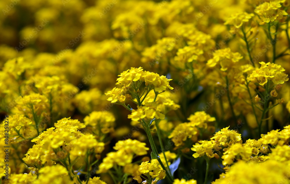 Leuchtend gelbe Felsensteinkresse im Frühling Leuchtend gelbe Felsensteinkresse im Frühling