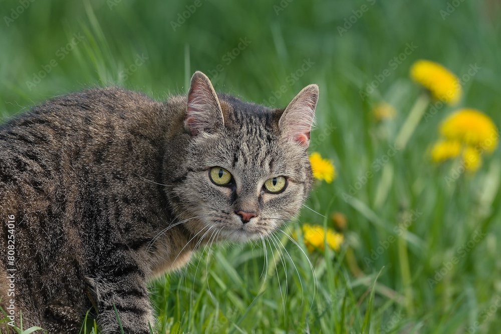 Closeup portrait of a beautiful tabby cat. European cat. 
