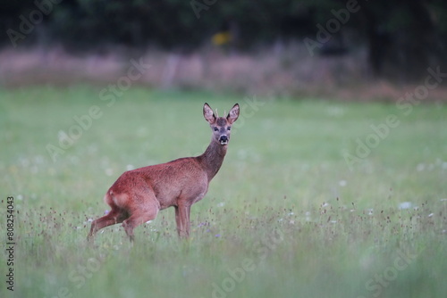 A young roebuck stands on the meadow and looks in the camera. Capreolus capreolus. Roe deer in the nature habitat. 