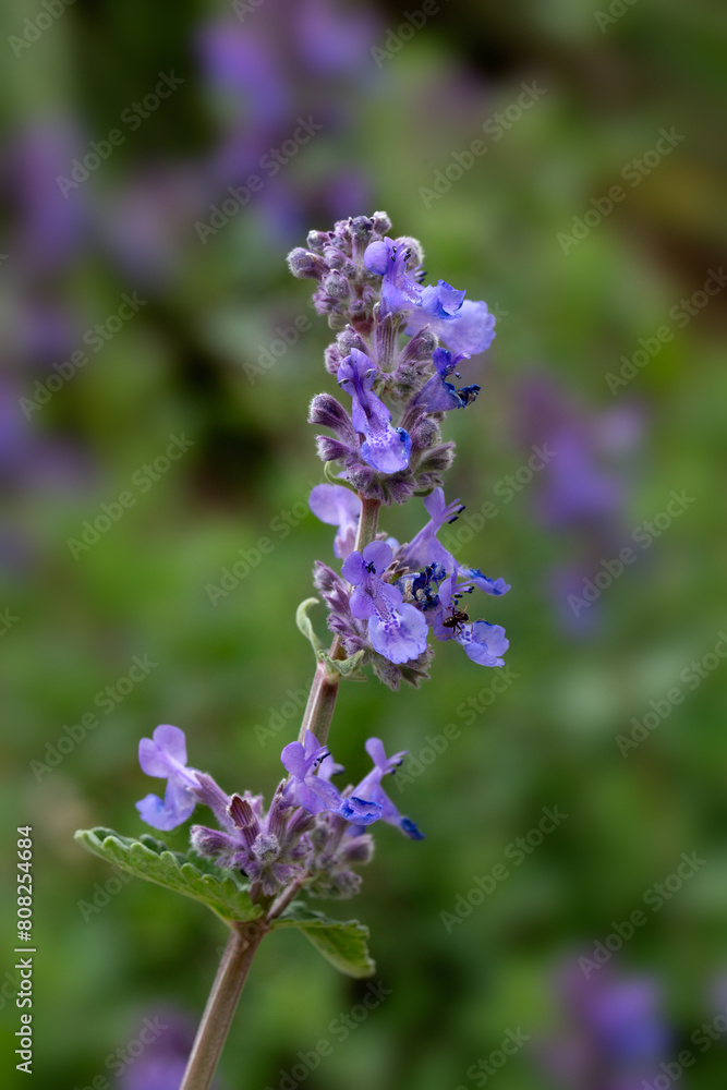 Closeup of flowers of dwarf Catmint (Nepeta racemosa) in a garden in early summer Closeup of flowers of dwarf Catmint (Nepeta racemosa) in a garden in early summer