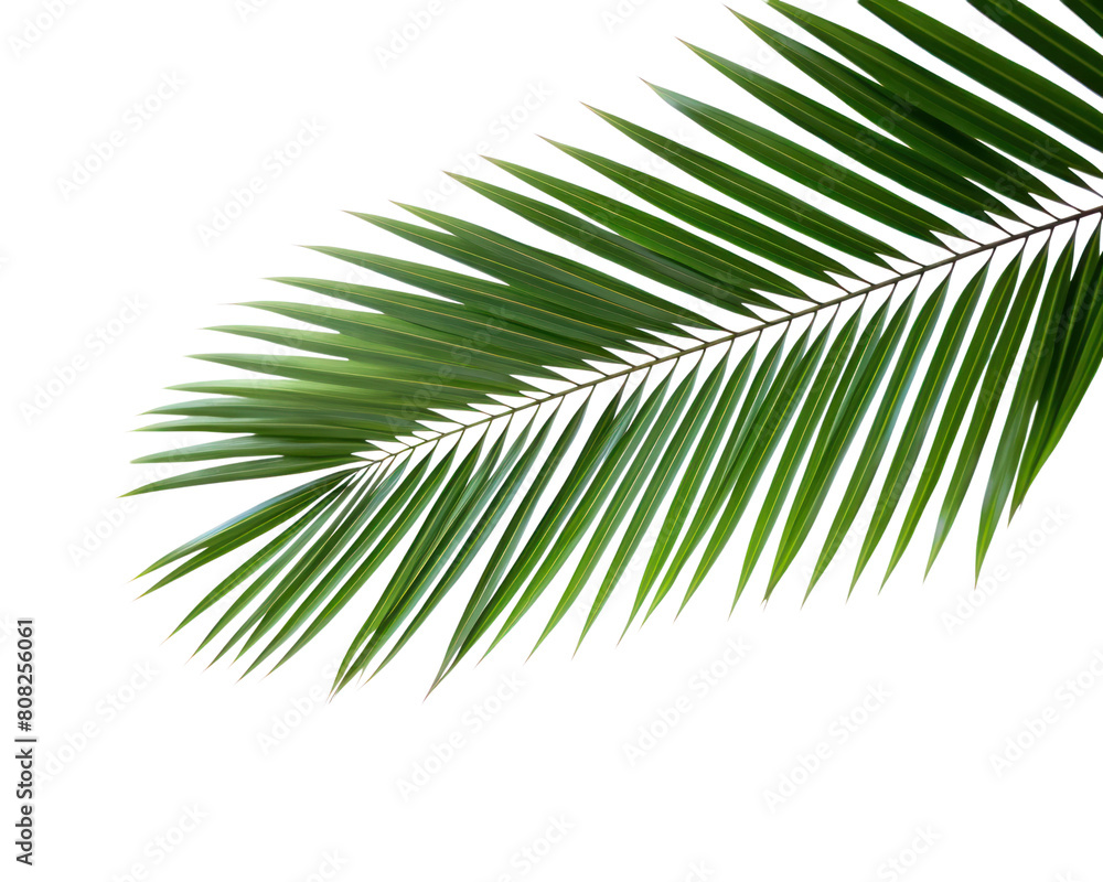 PNG Tree branch backgrounds outdoors nature. PNG Tree branch backgrounds outdoors nature.