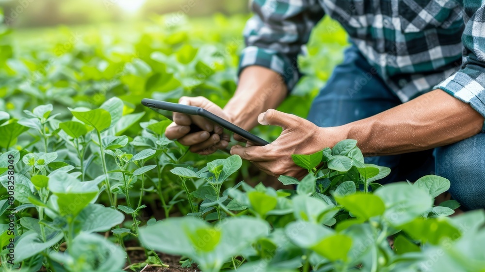 Young male farmer using tablet on soybean field, modern technology in agricultural farming Young male farmer using tablet on soybean field, modern technology in agricultural farming