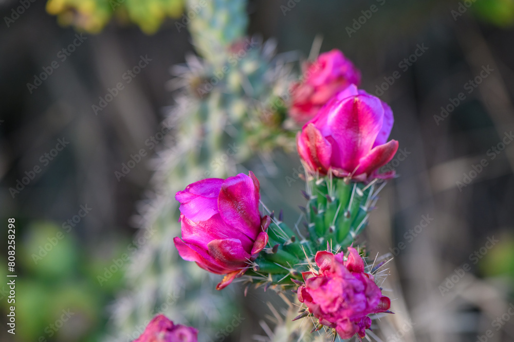Prickly Pear cactus blossom buds Prickly Pear cactus blossom buds