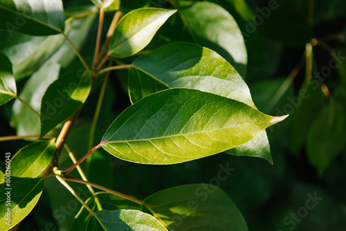 Spring and new life concept. Branch with young leaves of Populus balsamifera. Balsam poplar, bam, eastern balsam-poplar, hackmatack, tacamahac poplar. Bright green leaf of tacamahaca photo