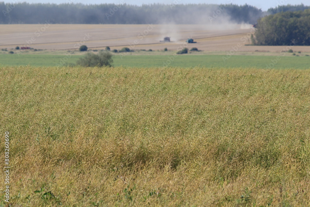 Fototapeta premium tractor in field
