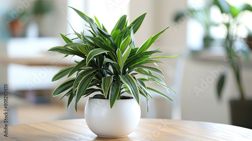 Potted Dracaena fragrans with long green leaves with white stripes that sprout from central stalk 