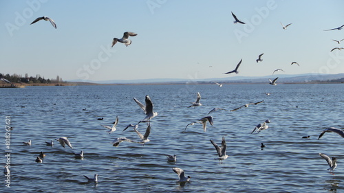 birds cruising on the lake 