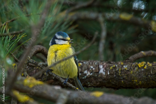 a singing blue tit, cyanistes caeruleus, perched on a twig from a swiss stone pine at a spring morning