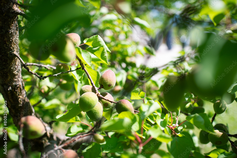 Photo of  an apricot on the tree with unripe fruit in small  orchard in a mountain village taken at noon. Apricots have been sprayed and cannot be used as organic food
