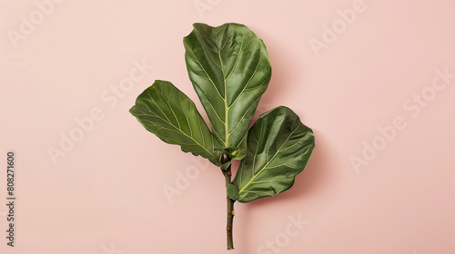 Fiddle-leaf fig on pink background  photo