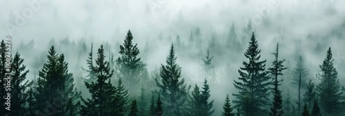 A dense forest shrouded in mist, with dark green trees against the grey sky. fog and tall pine trees.