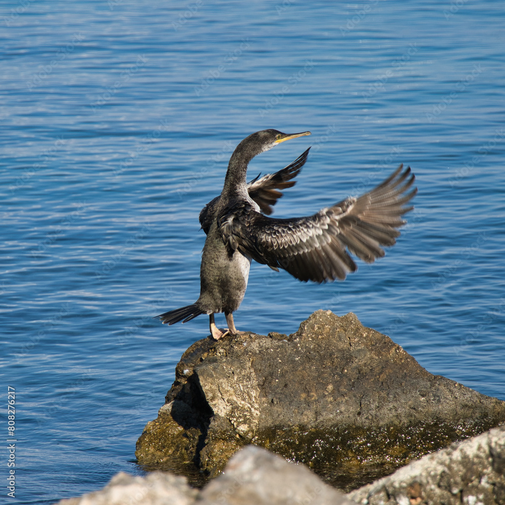 Fototapeta premium Cormoran de majorque