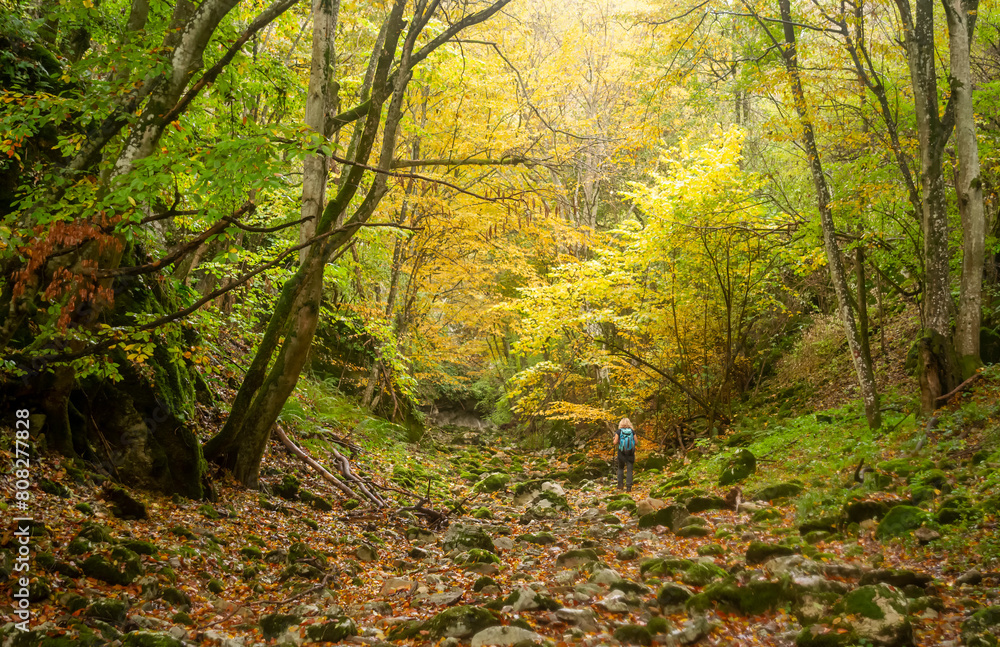 autumn in the forest autumn in the forest