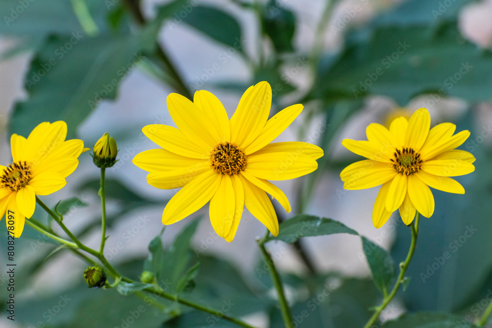 Fototapeta premium yellow flowers in the garden