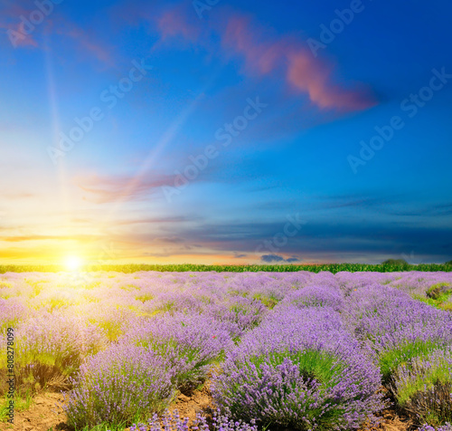 Field with blooming lavender and bright sunset
