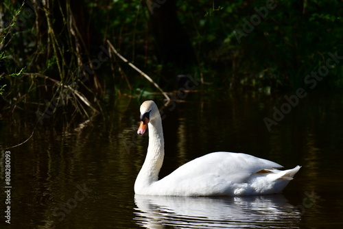 Swan in river Nore, Kilkenny, Ireland
