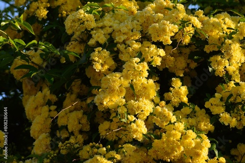 モッコウバラ（木香茨、木香薔薇) 黄色