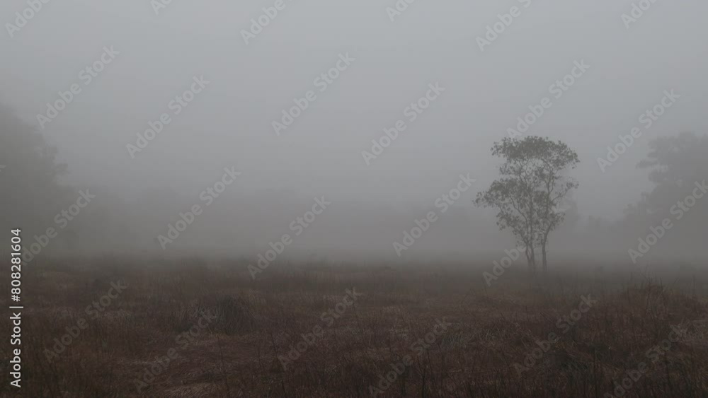 Morning video background with white mist, trees and fields shedding their leaves in summer, natural beauty and blurred wind blowing past. Cool atmosphere Morning video background with white mist, trees and fields shedding their leaves in summer, natural beauty and blurred wind blowing past. Cool atmosphere
