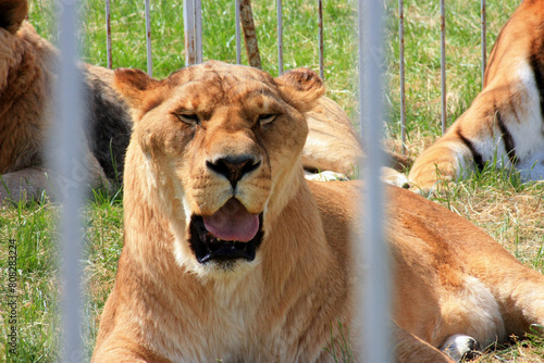 Majestic Lioness Resting in Grass Enclosure at Zoo, with Blurred Background. Power and Grace Captured in Close-Up Portrait. Wildlife Photography of Beautiful Predator Gazing Through Chain Link Fence