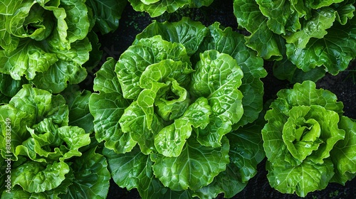  A close-up of lush green lettuce fields
