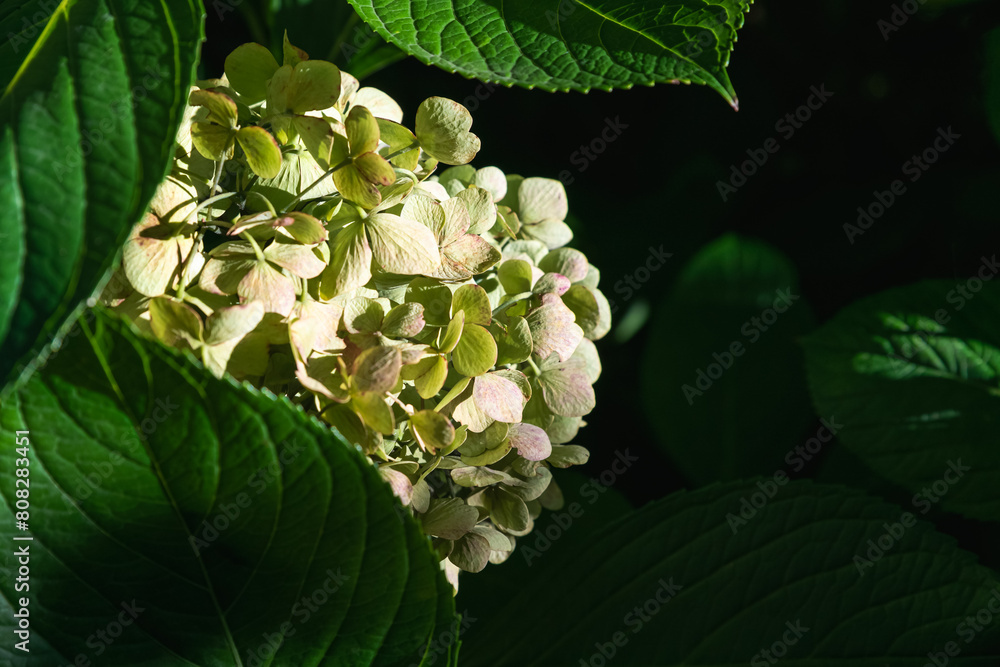 A branch of yellowish-green Bigleaf hydrangea flowers illuminated by the sun in a very dark background of green lush leaves A branch of yellowish-green Bigleaf hydrangea flowers illuminated by the sun in a very dark background of green lush leaves