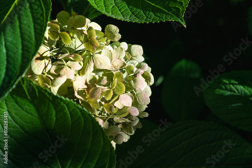 A branch of yellowish-green Bigleaf hydrangea flowers illuminated by the sun in a very dark background of green lush leaves photo