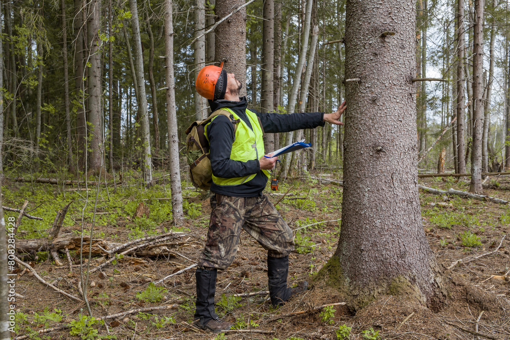A forest engineer inspects forest plantations.