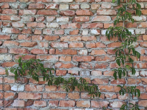 Photo of brick wall texture. Texture of old brick