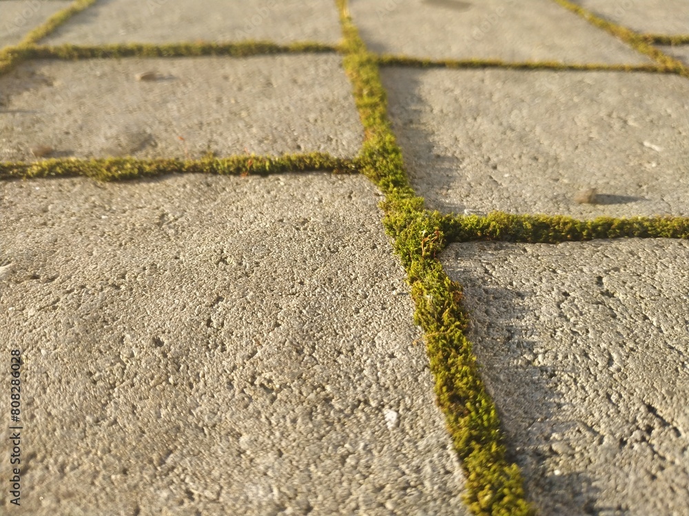 Fototapeta premium Cobblestone texture. Gray paving stones outside close-up. Design blank