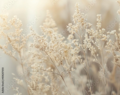 beige colour gypsophila flower in garden with backdrop of a softly blurred landscape © Fatema