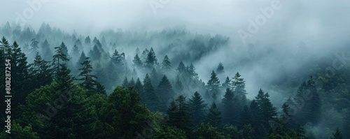 A dense forest shrouded in mist  with dark green trees against the grey sky. fog and tall pine trees.