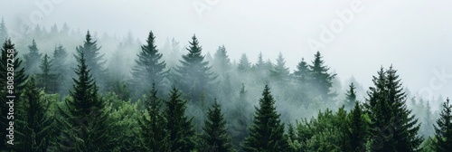 A dense forest shrouded in mist  with dark green trees against the grey sky. fog and tall pine trees.