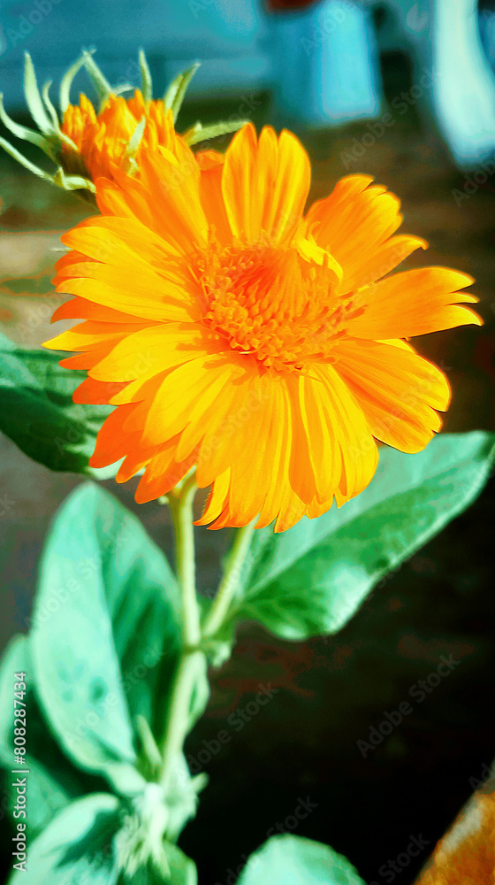 orange flower on a green background orange flower on a green background