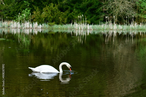 Mute swan on the lake, Castlecomer Discovery Park, Castlecomer, Co. Kilkenny, Ireland