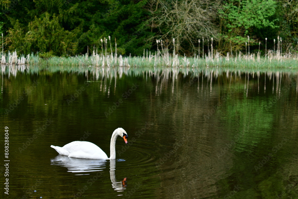 Mute swan on the lake, Castlecomer Discovery Park, Castlecomer, Co. Kilkenny, Ireland Mute swan on the lake, Castlecomer Discovery Park, Castlecomer, Co. Kilkenny, Ireland