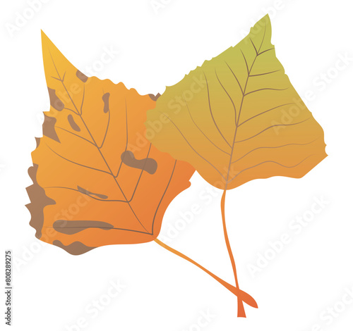 Orange poplar leaves with veins in flat design. Autumn decorative foliage. Vector illustration isolated.